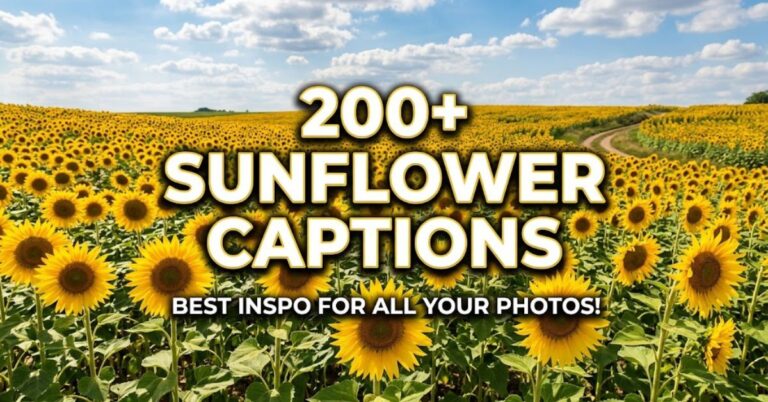200+ Sunflower Captions